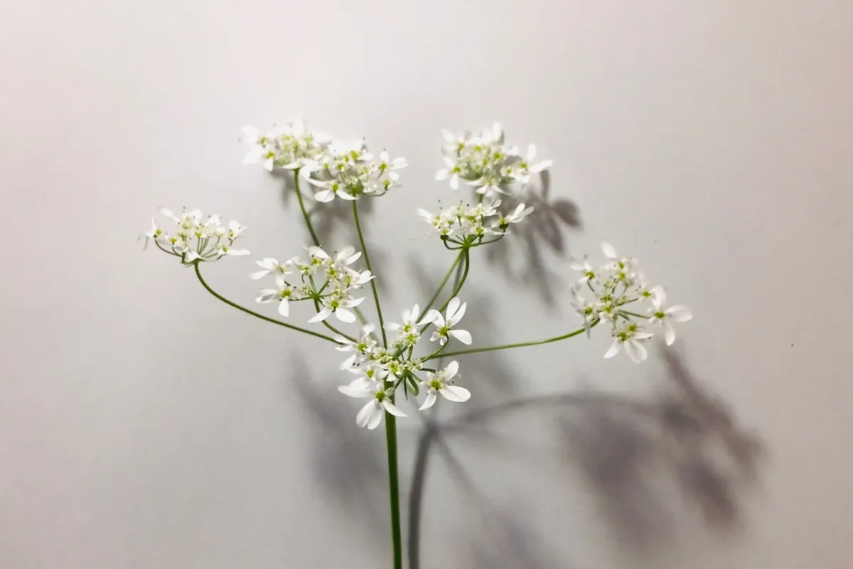 Een takje witte bloemen tegen een lichte achtergrond