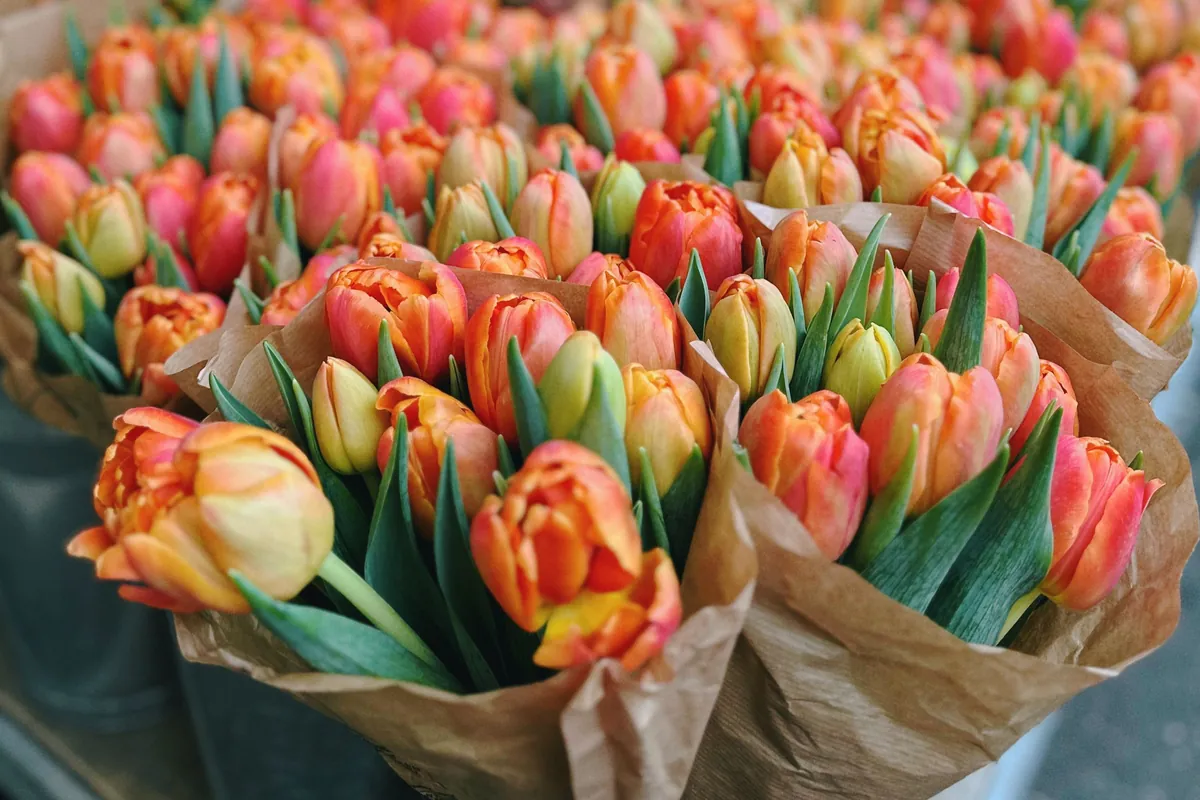 Rijen oranje en gele tulpen in bruin papier